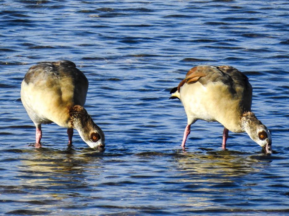 Nilgans Goose Water Bird