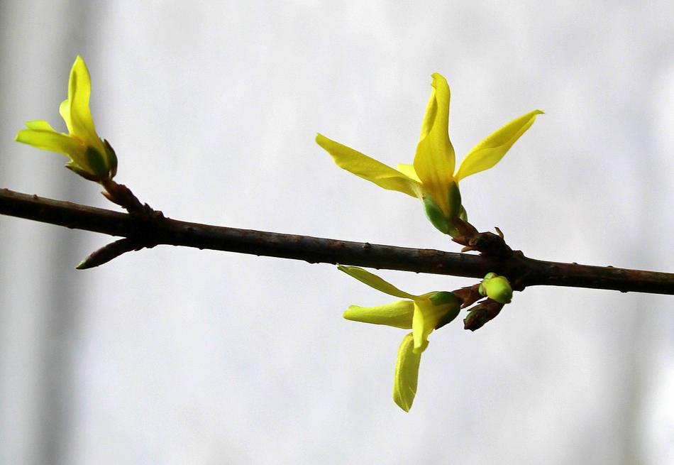 Forsythia Blooming Twig Spring