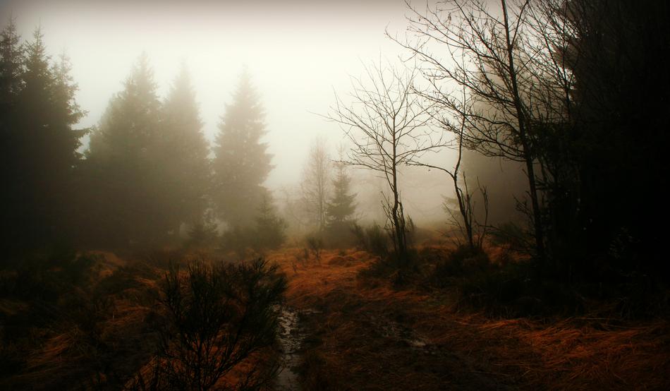 Forest Fog The Way Of Nature