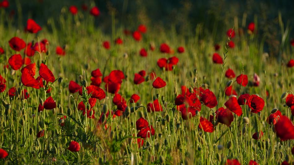 Poppies Nature Meadow Morning