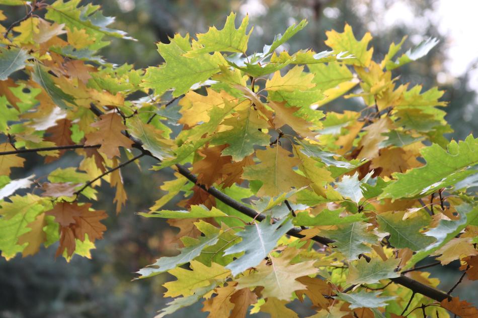 Leaf Autumn Nature