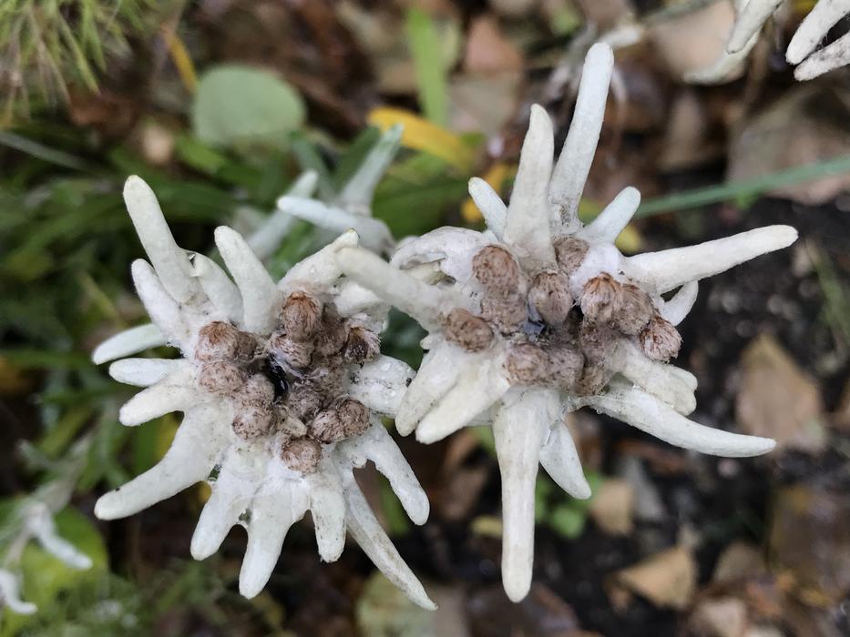 white flowers with sharp petals
