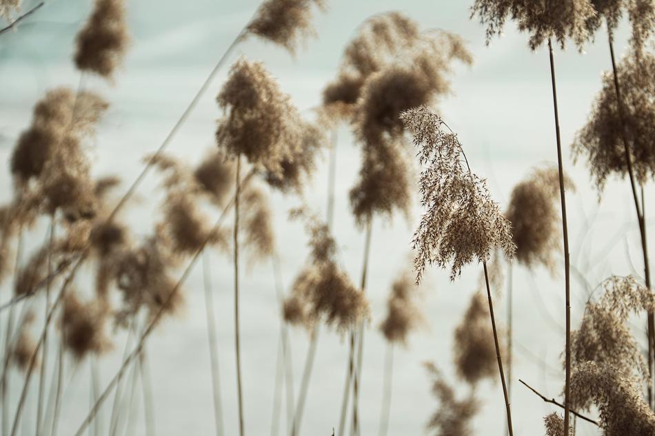 Nature Plant Reed