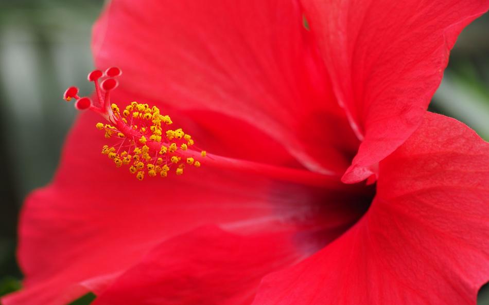red flower bud with a yellow center
