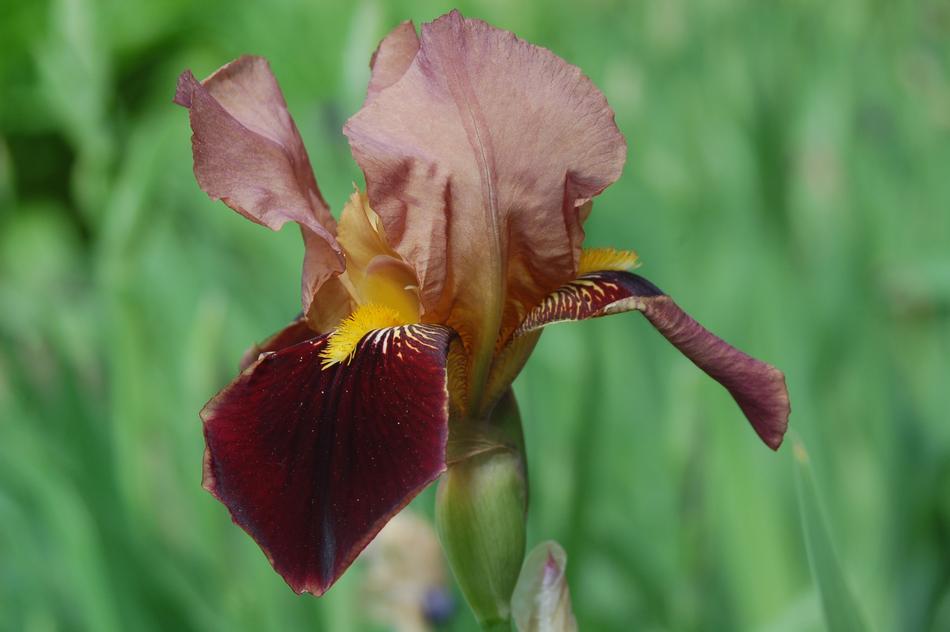 Nature Flower Plant