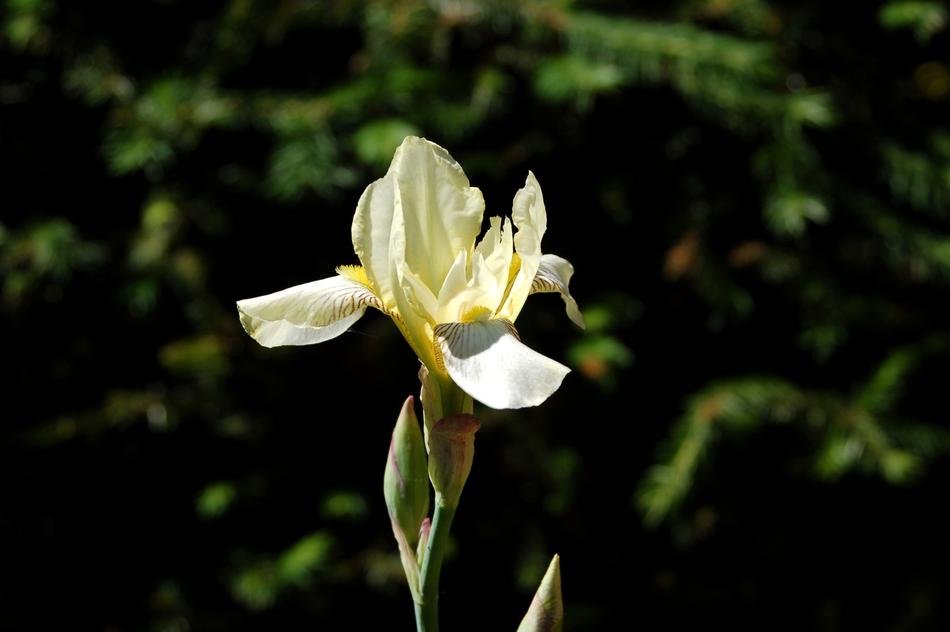Nature Flower Plant