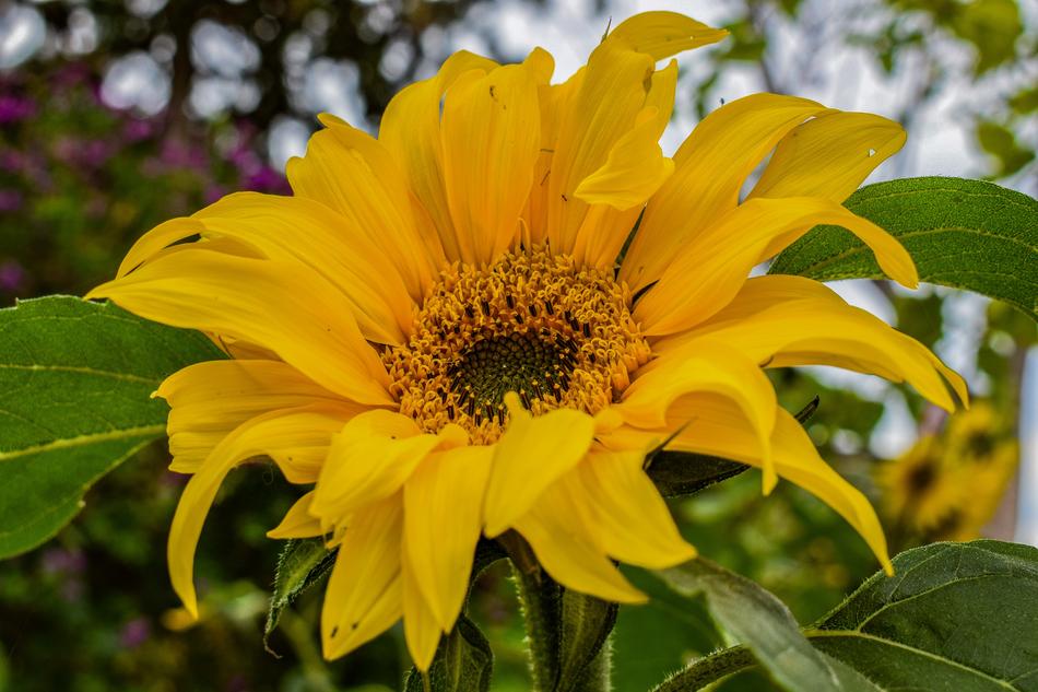 Sunflower Nature Flora