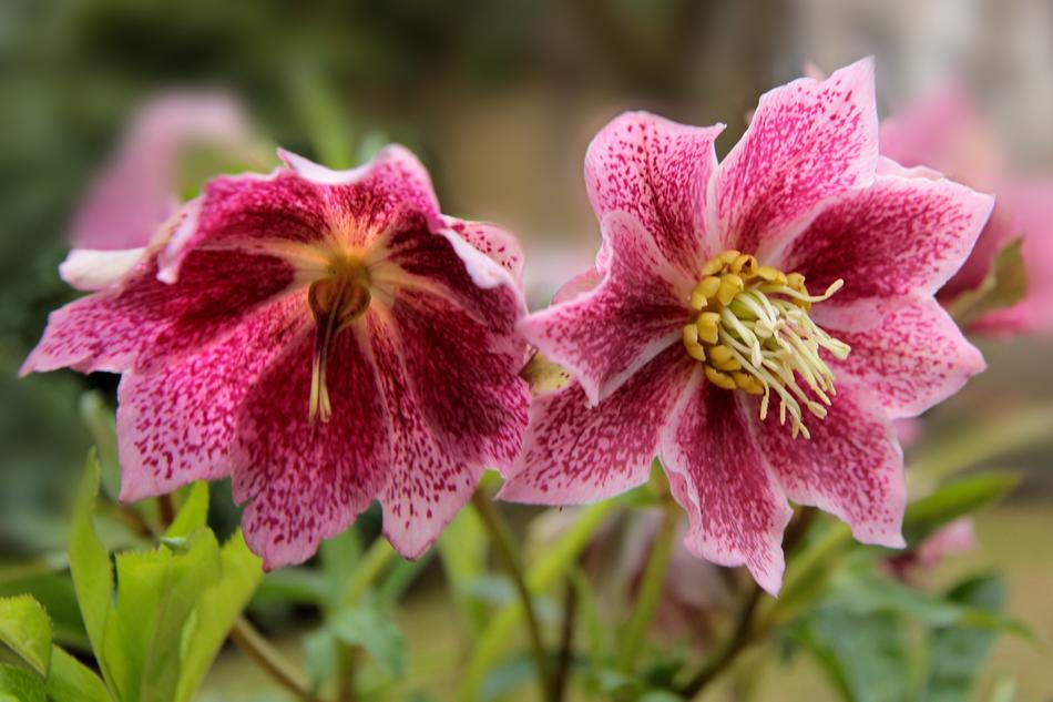Nature Plant Flower Christmas