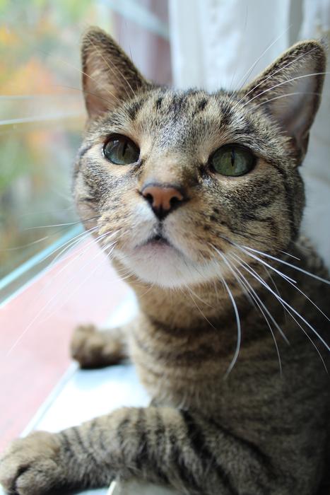 Beautiful gray cat