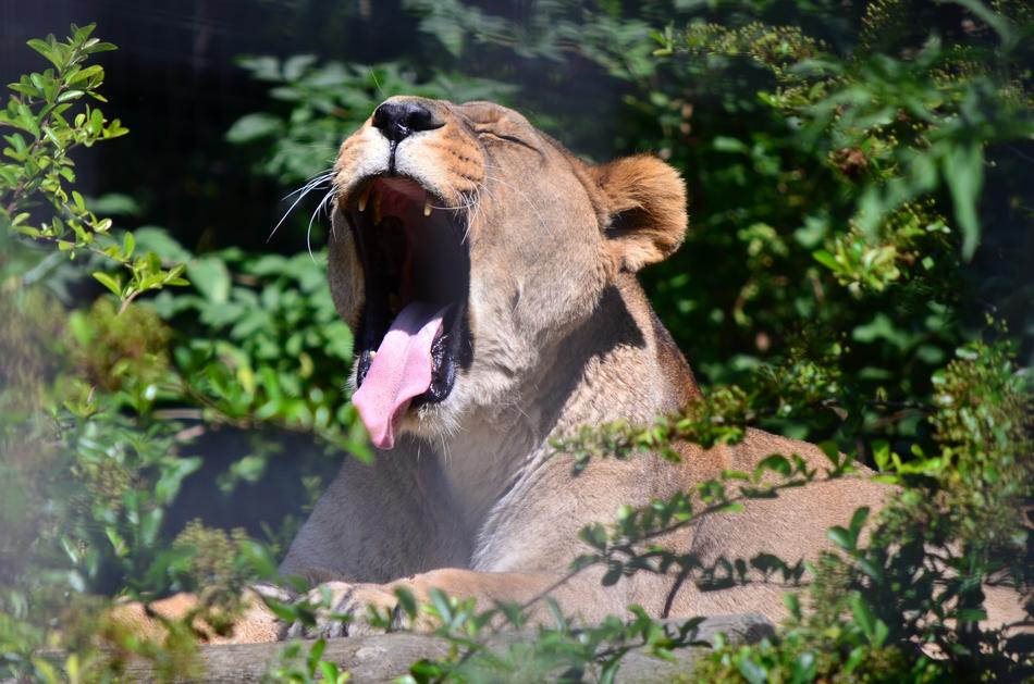 Nature Wildlife Animal