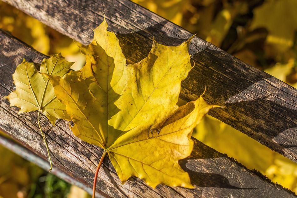 Autumn Holidays Yellow