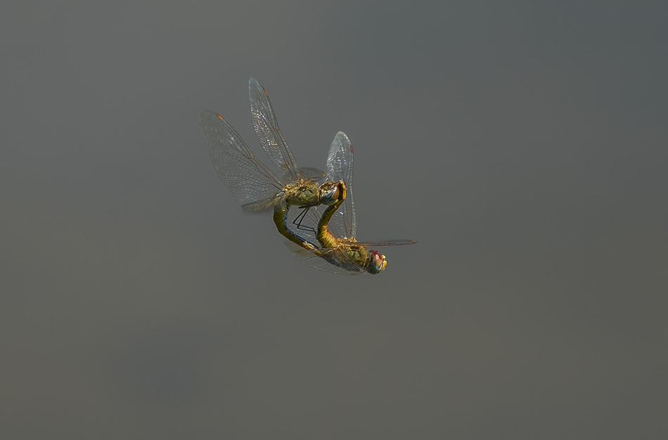 Nature Wildlife Rio Animal