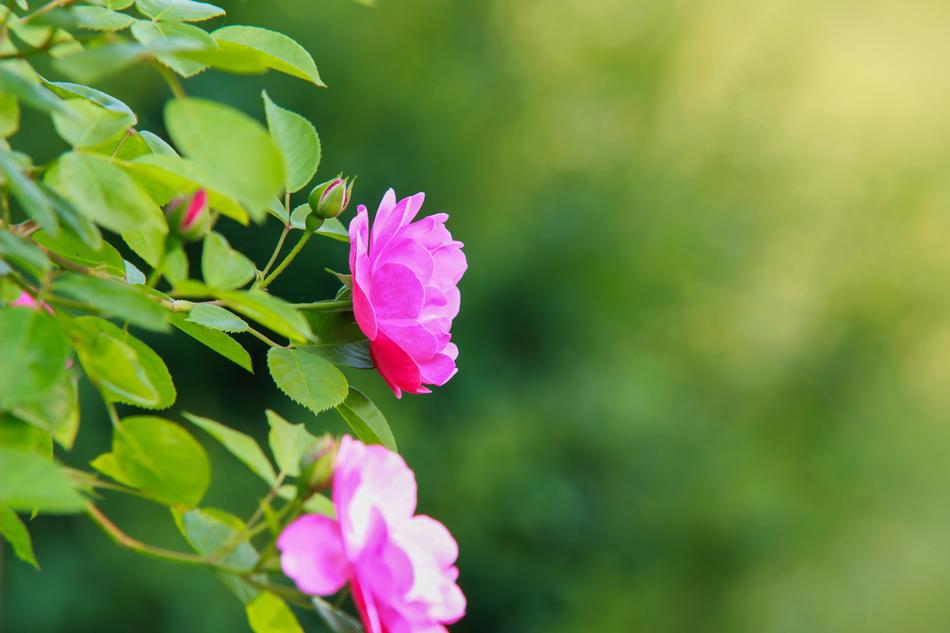 Nature Leaf Plants