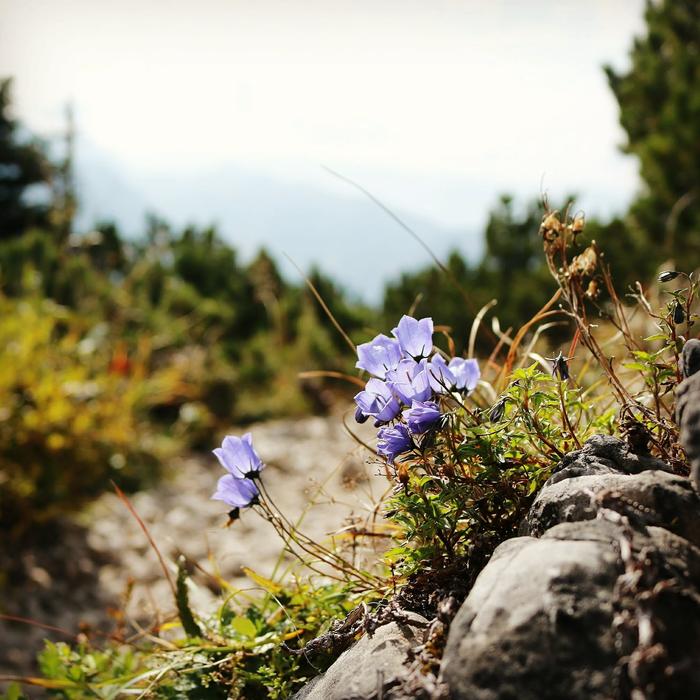 Nature Flower Plant