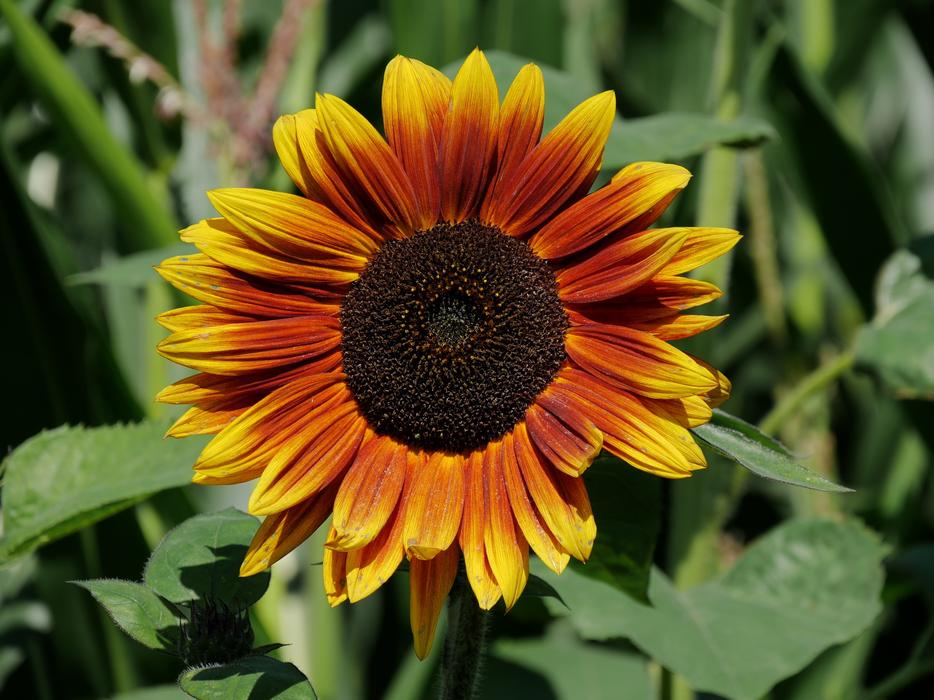 Flower Plant Nature