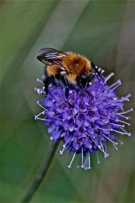 The Insect Nature Of