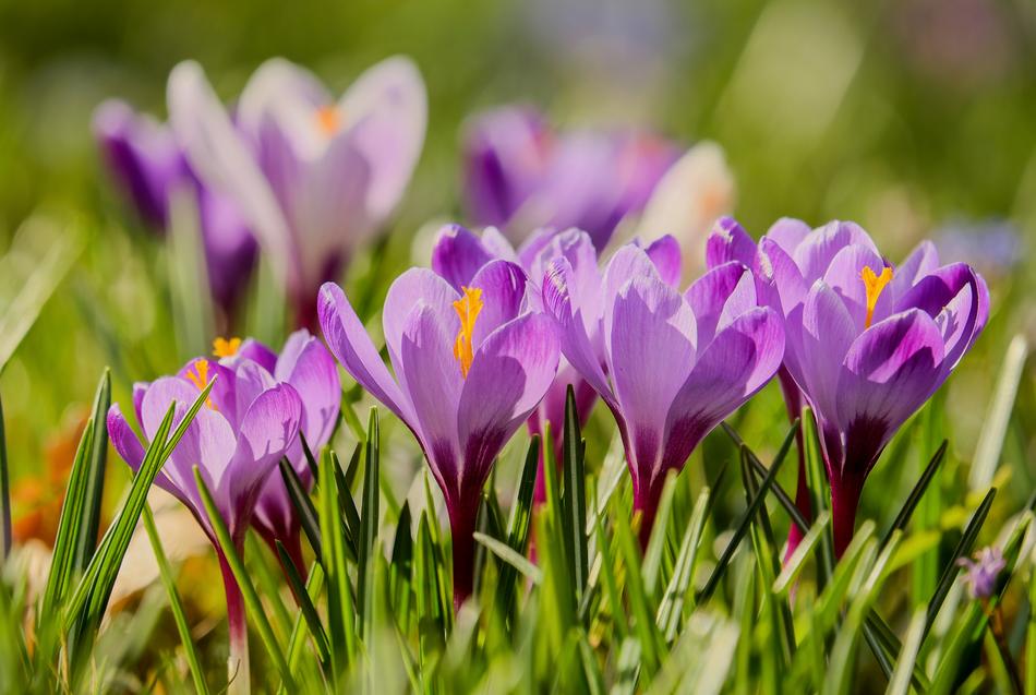 Crocus Backlighting Sunlight