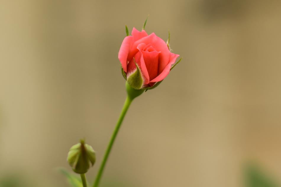 Rosa Bella Flower