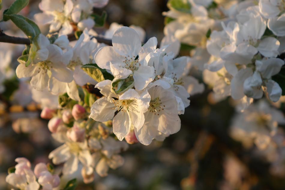 Flower Plant Branch