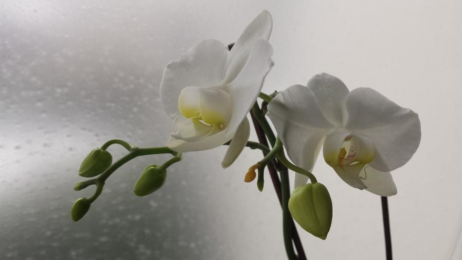 White Flower Rain Flowers