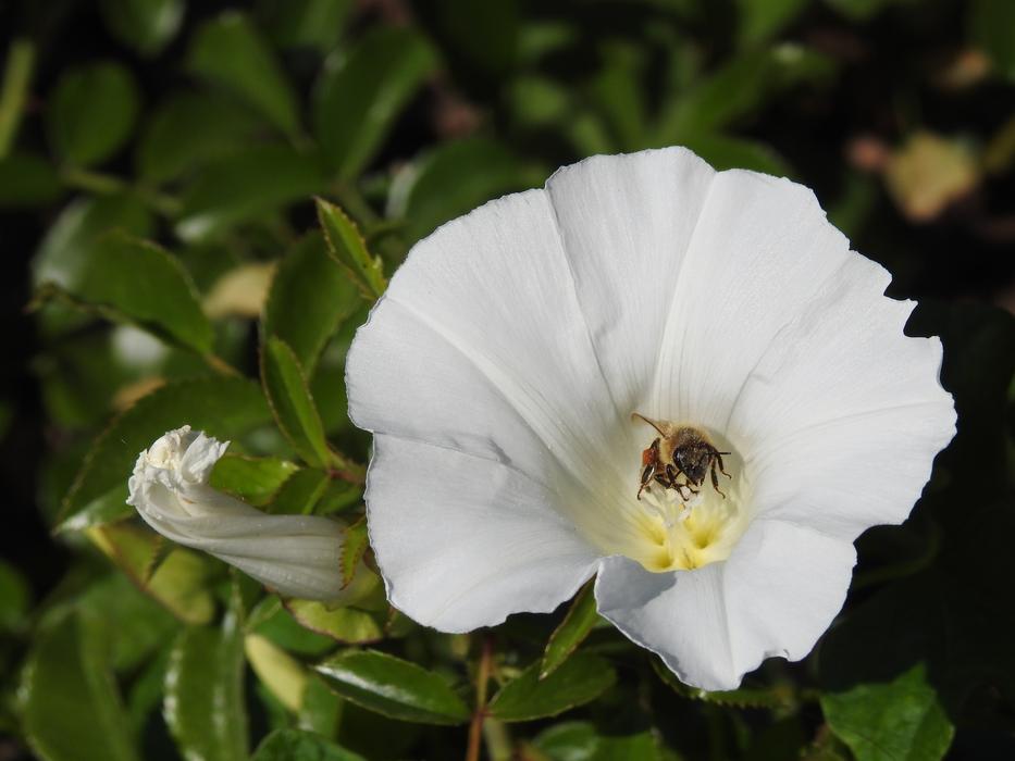 Bee Flower Insect