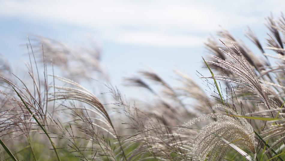 Grass S Nature Rural