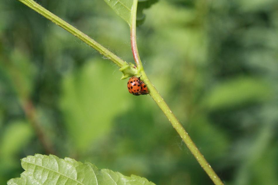 Leaf Nature Plant