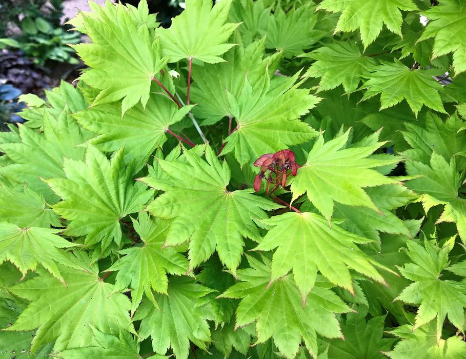 green bush with flowers landscape