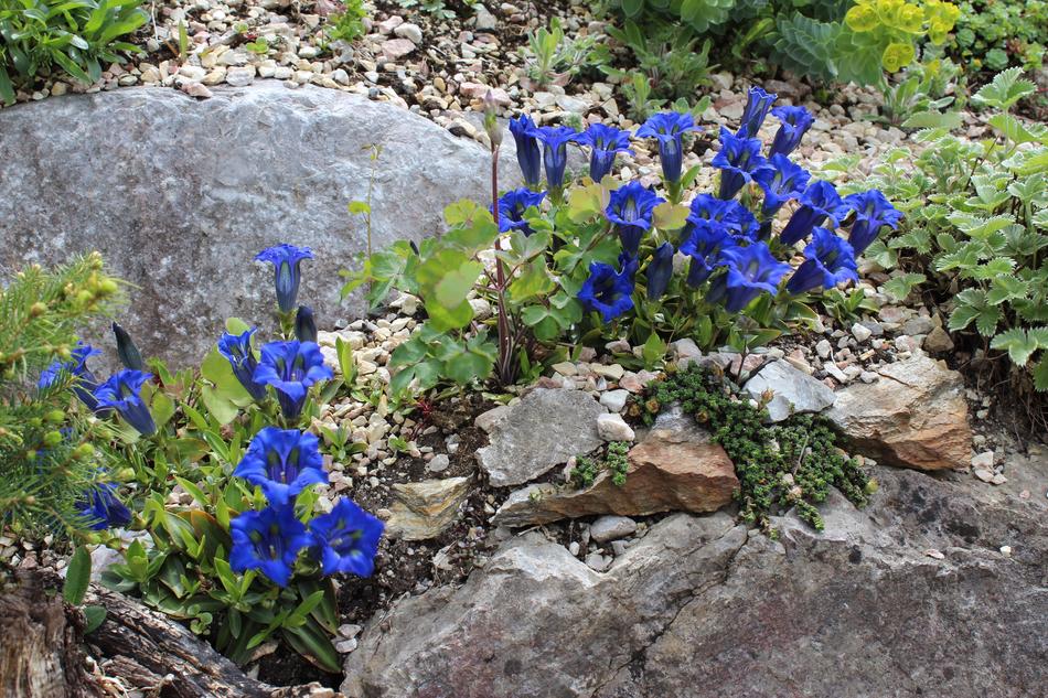 Gentian Nature Summer