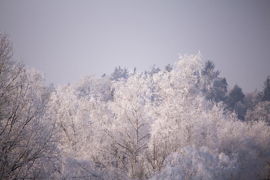 Trees Frost Winter
