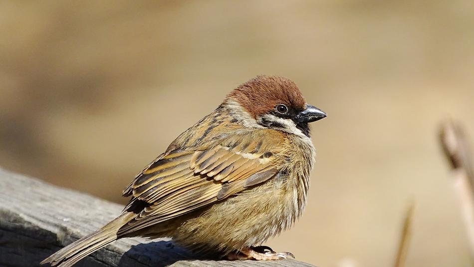 New Wildlife Nature