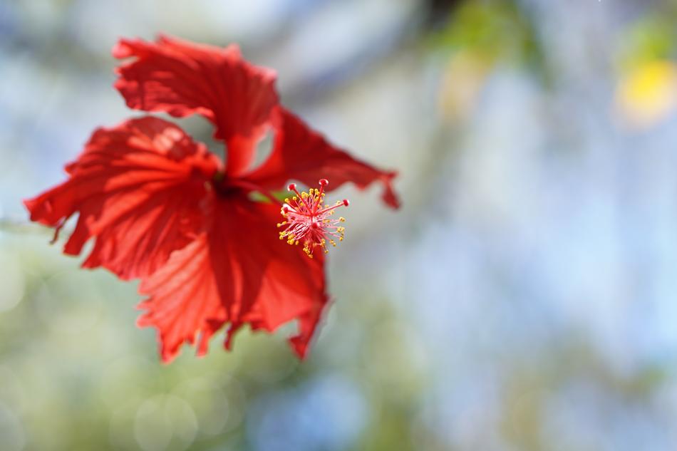 Nature Flower Flora