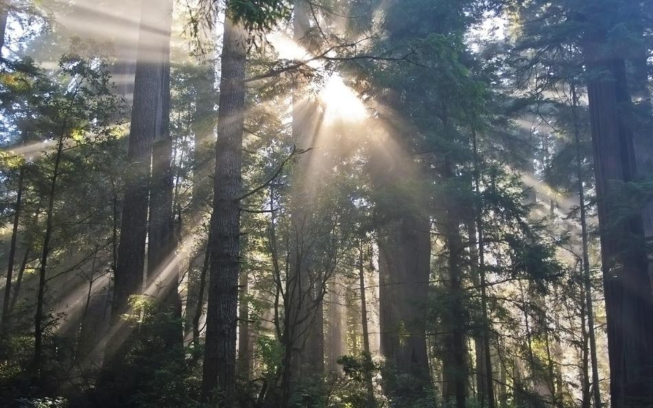 Forest Sunshine