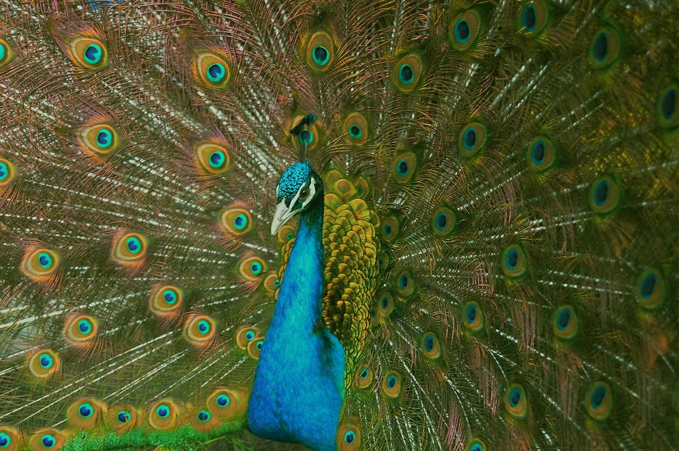 Nature Animal World Garden