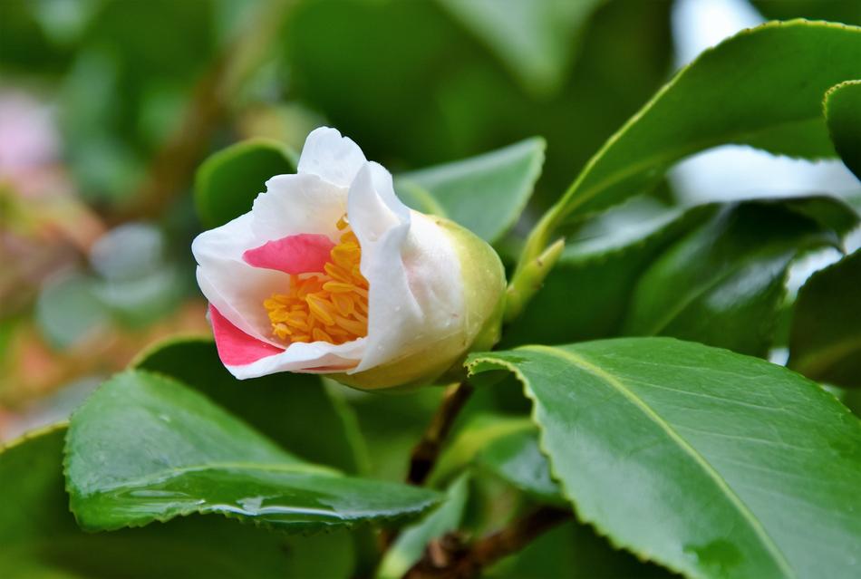Flower Blossom Bloom White