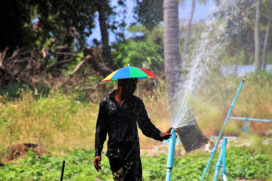 Wet Palm Trees Water Boiling hot