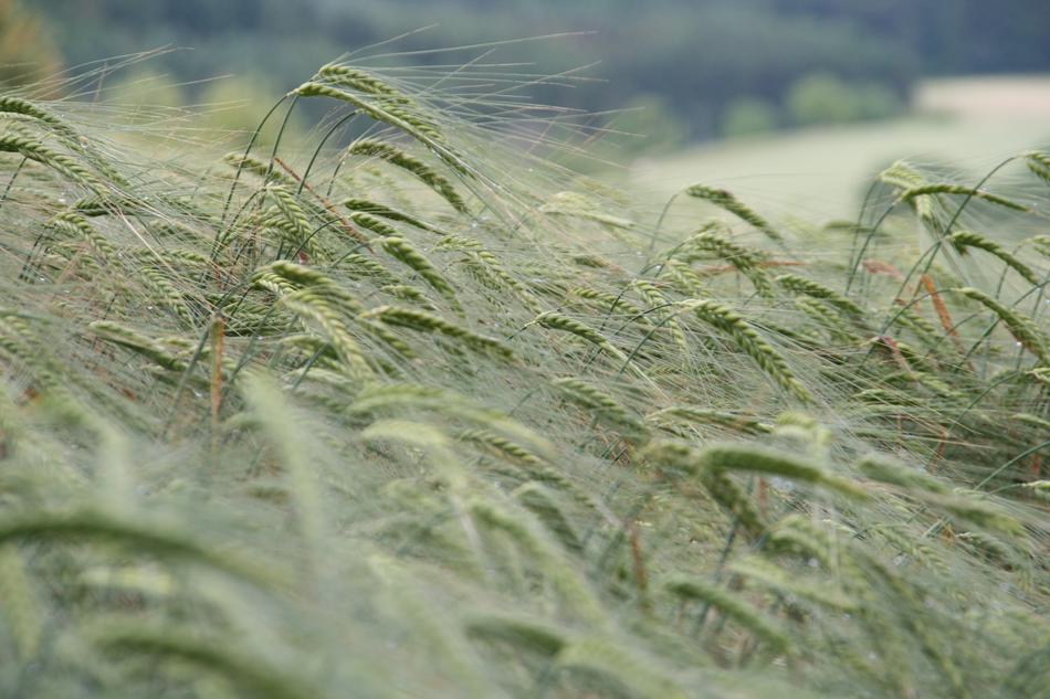 Nature Plant Grass