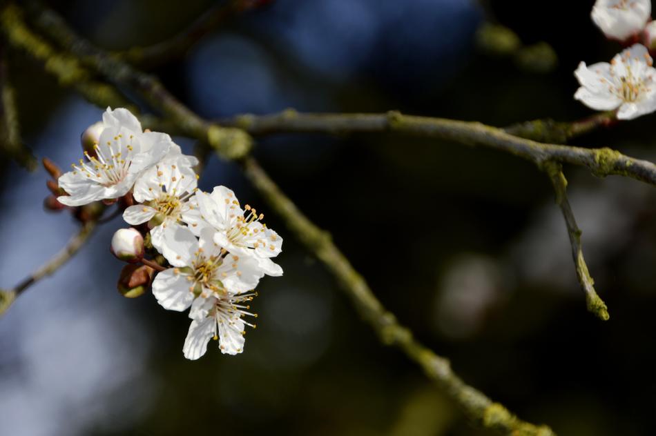 Branch Tree Cherry
