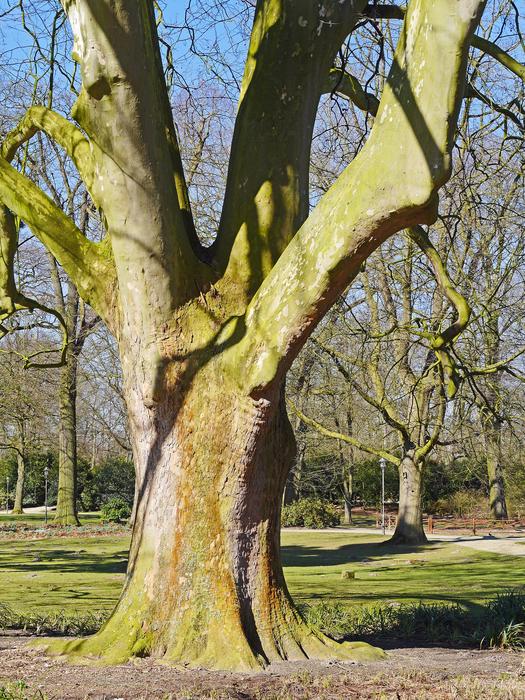 Old Plane Tree 200 Years Tribe