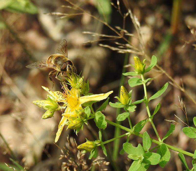 Nature Plant Flower