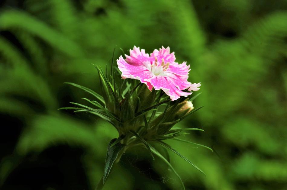 Flower Carnation