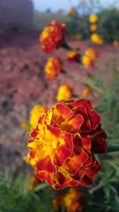 Nature Flower Flora