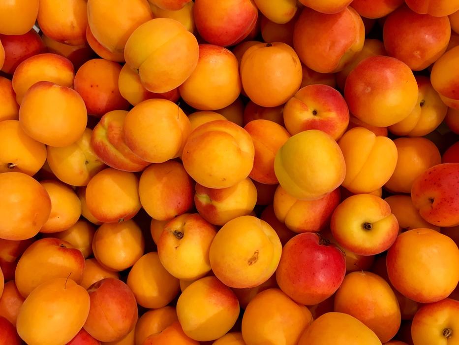 harvest of ripe sweet apricots