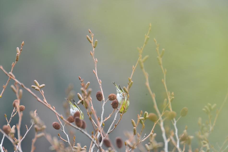 branch with leaves background