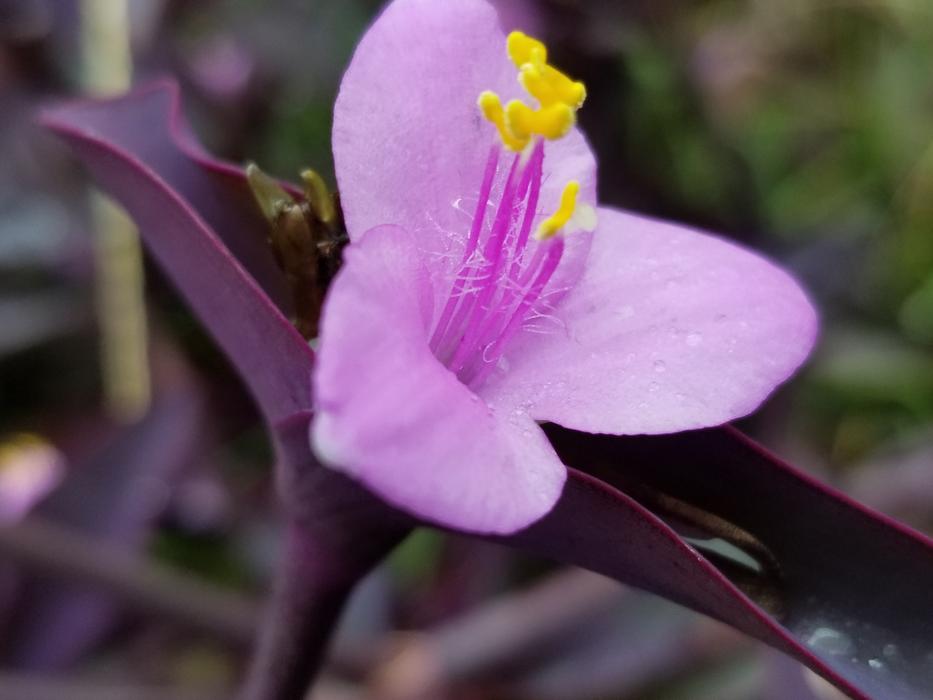 Purple Heart Plant Wandering Jew