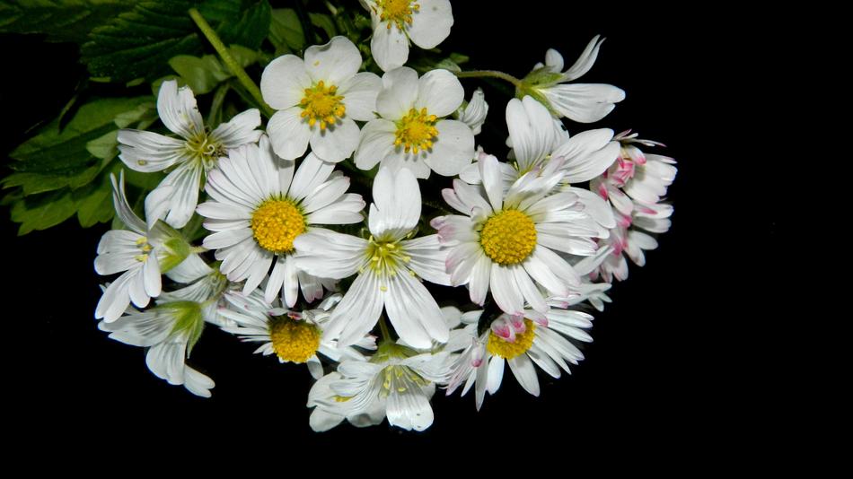 Meadow Flowers Bouquet
