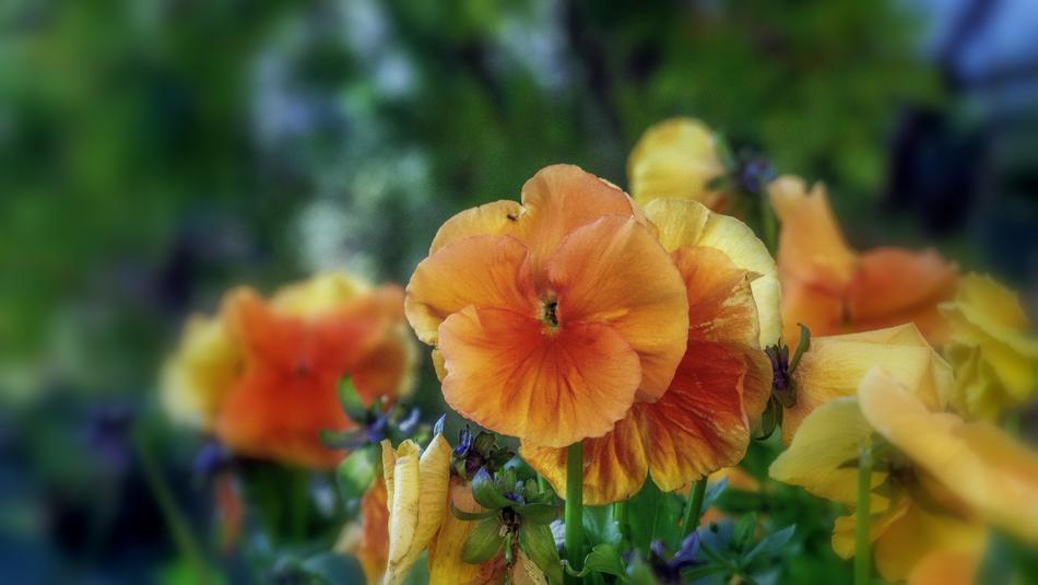Flower Garden Plant