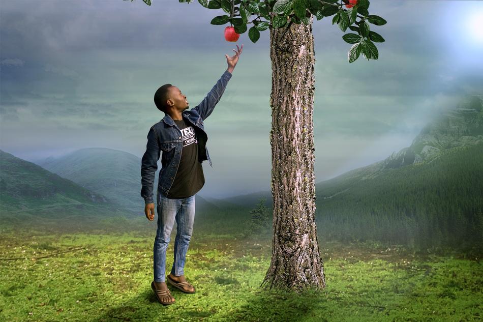 Fruit Apple Tree