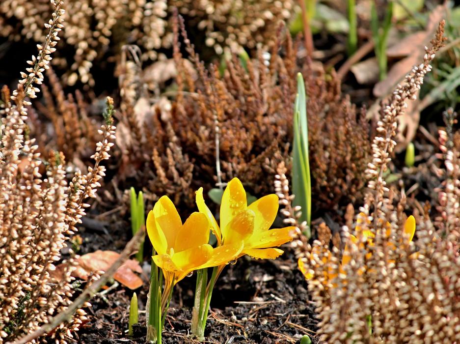 Crocus Yellow Bud