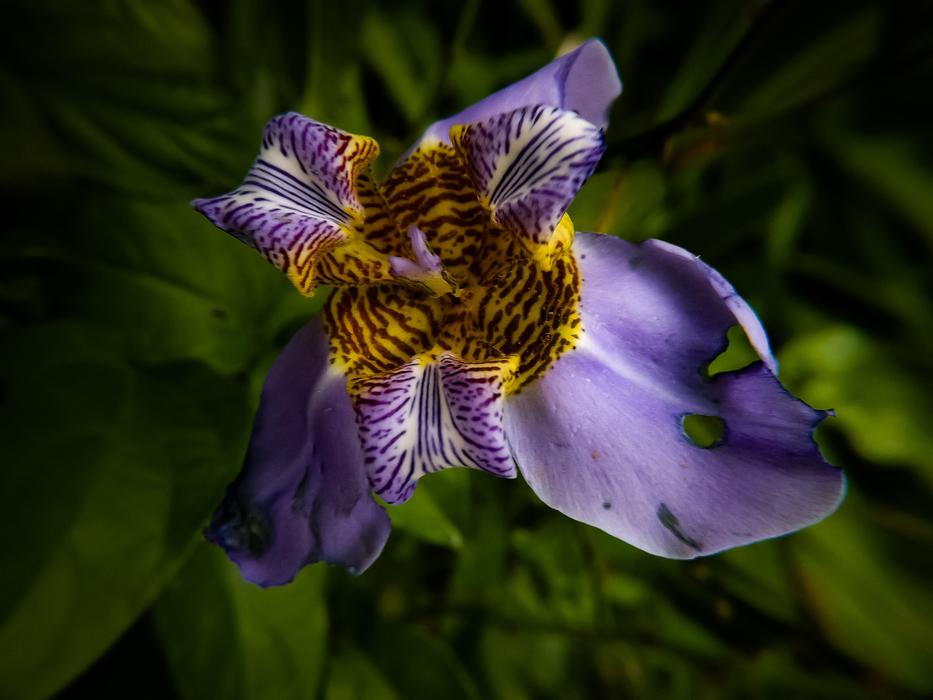 Flower Nature Color